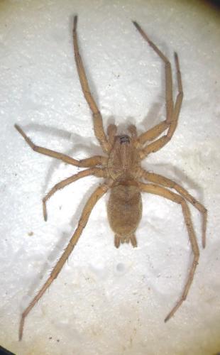 Nomisia sp.